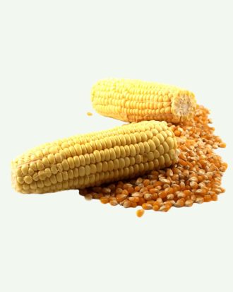 Maize